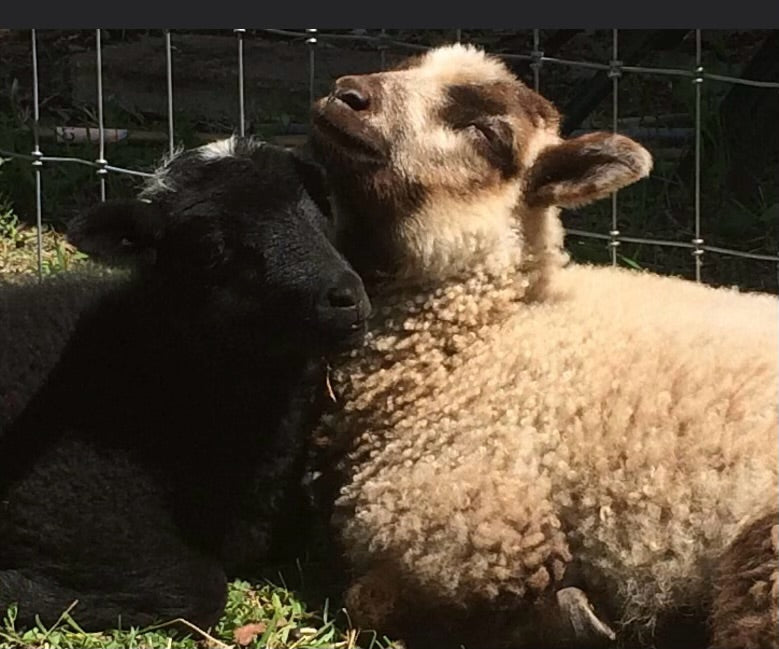 Why Do Sheep Need to Be Sheared? The Woolly Truth