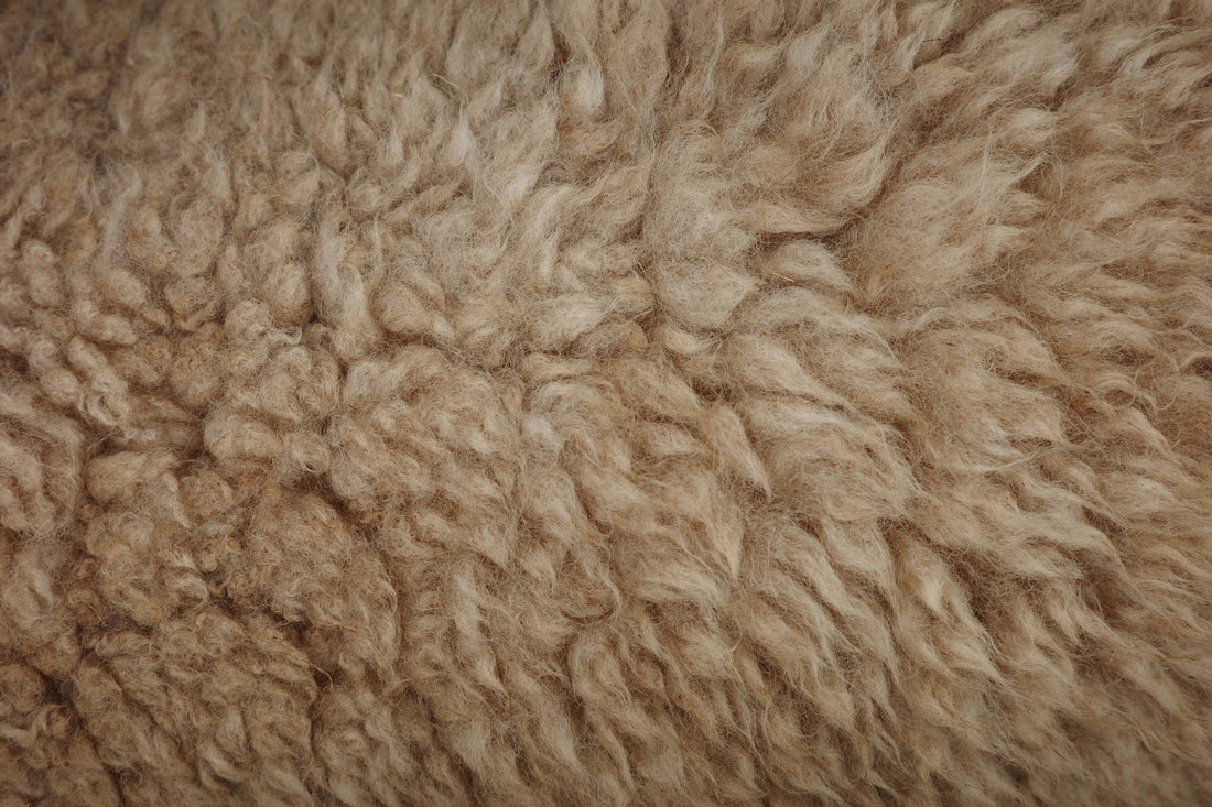Close-up of soft, fluffy natural sheep wool