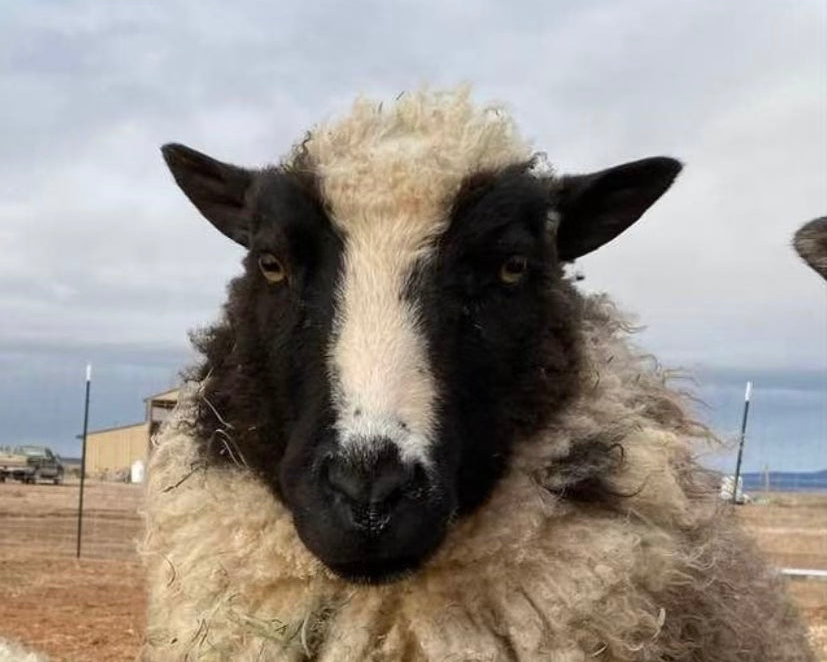 Fiona the alpha sheep close-up with thick wool in cream and black, outside with a cloudy sky.