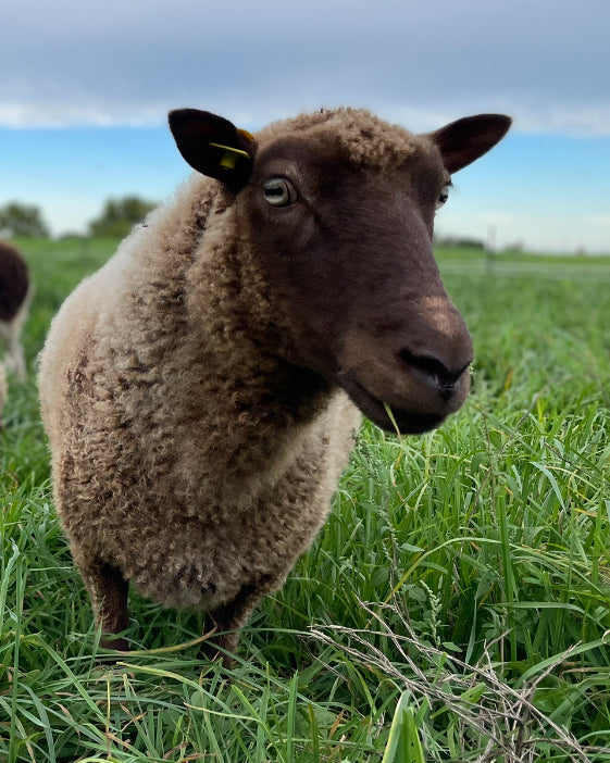 Paula