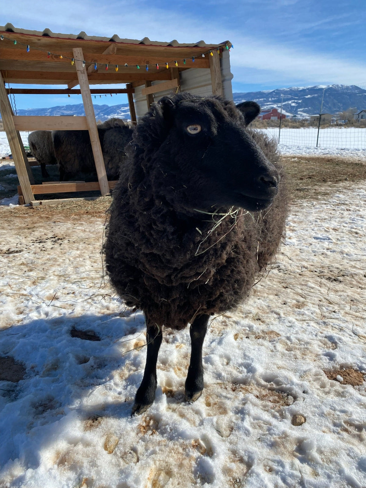Norma