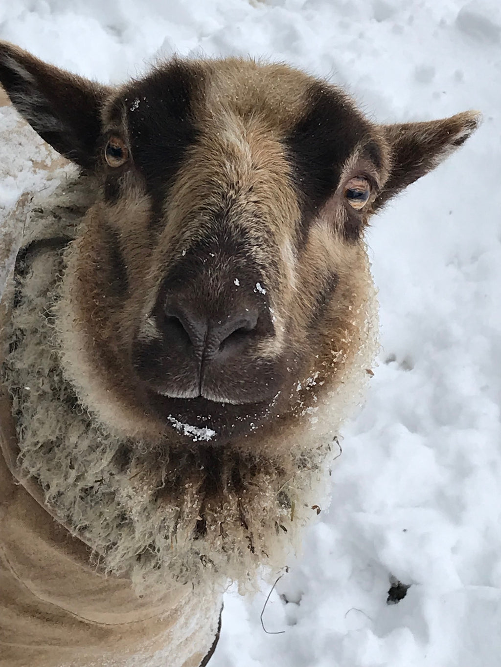 Apricot the tan Shetland sheep in the snow