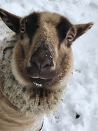 Apricot the tan Shetland sheep in the snow