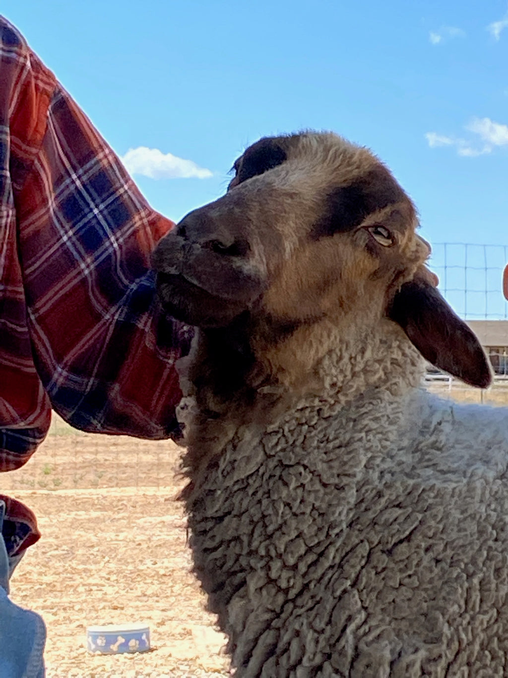 Apricot the tan Shetland sheep being scratched behind the ears. 