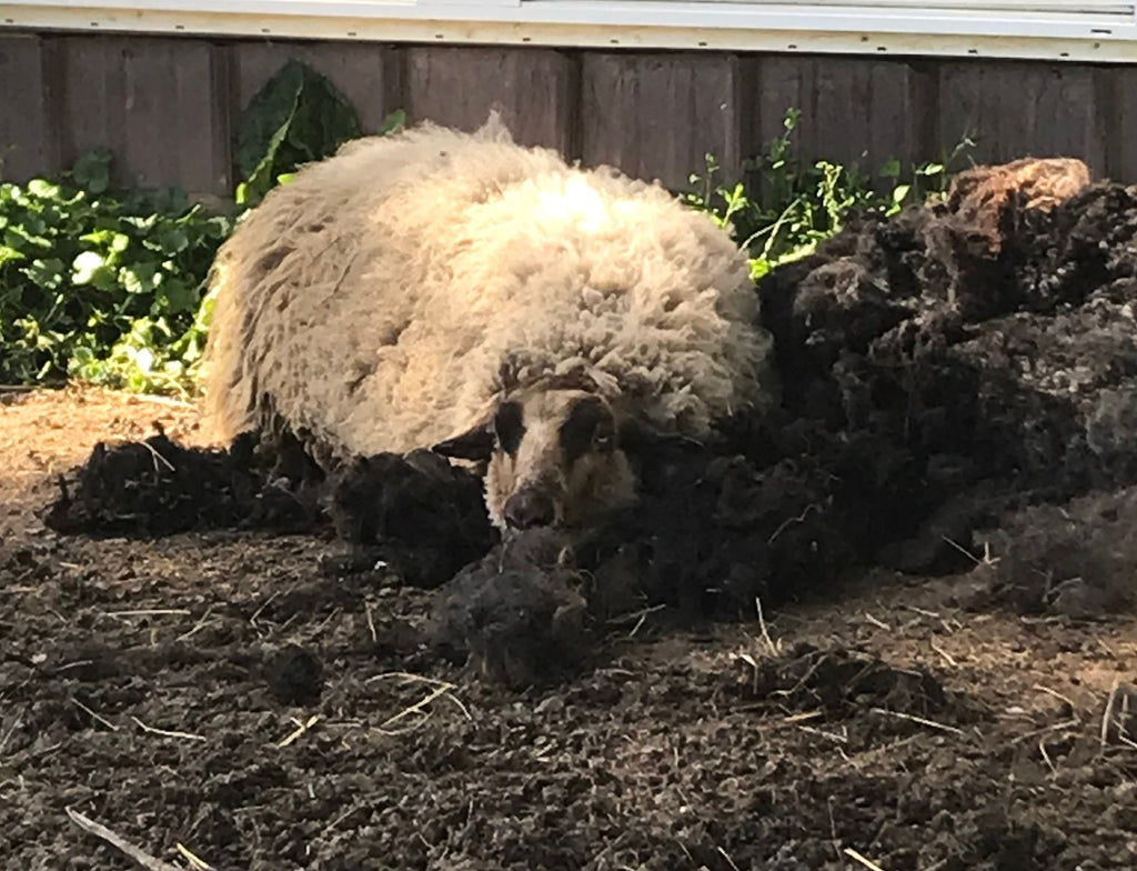 Apricot the tan Shetland sheep sleeping on a pile of wool
