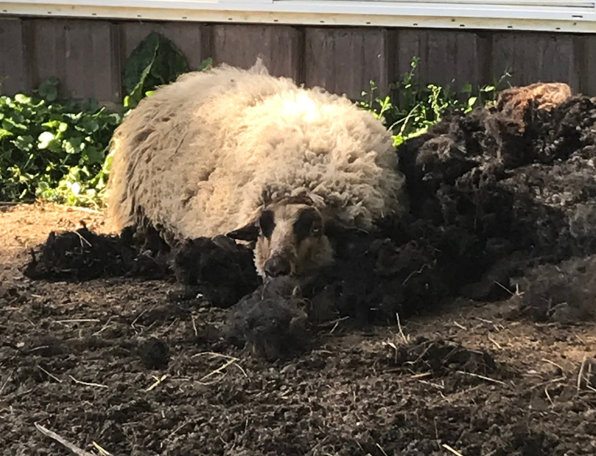 Apricot the tan Shetland sheep sleeping on a pile of wool