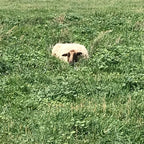 Apricot the tan Shetland sheep hidden in the tall grass