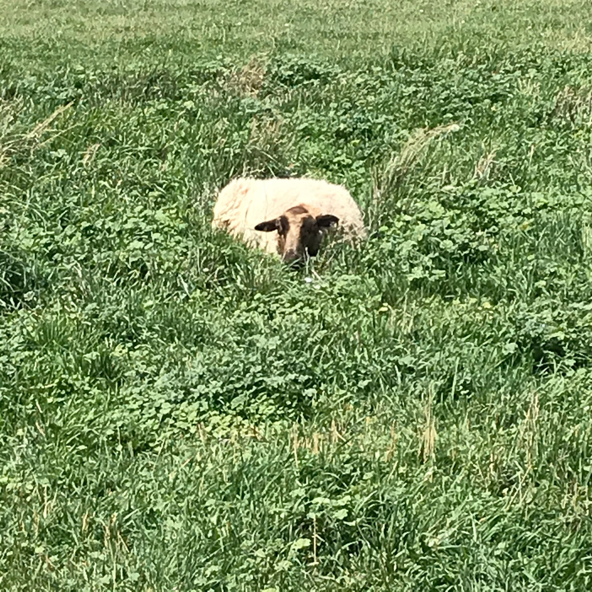 Apricot the tan Shetland sheep hidden in the tall grass