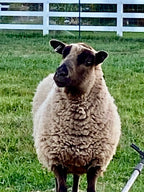 Apricot the tan Shetland sheep looking away in the pasture