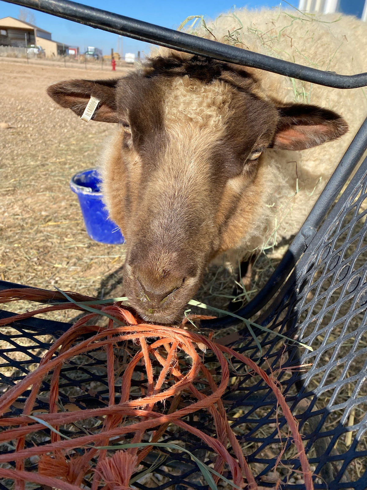Apricot the tan Shetland sheep putting her head under a bench rail