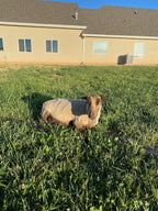 Apricot the tan Shetland sheep laying in the pasture with her leg extended
