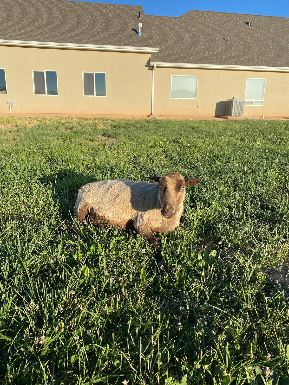 Apricot the tan Shetland sheep laying in the pasture with her leg extended