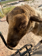 Apricot the tan Shetland sheep close up top of head