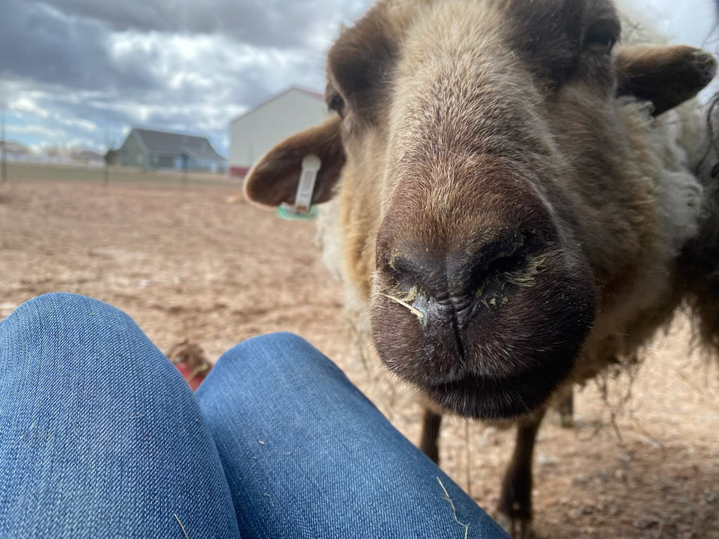 Apricot the tan Shetland sheep close up sniffing the camera