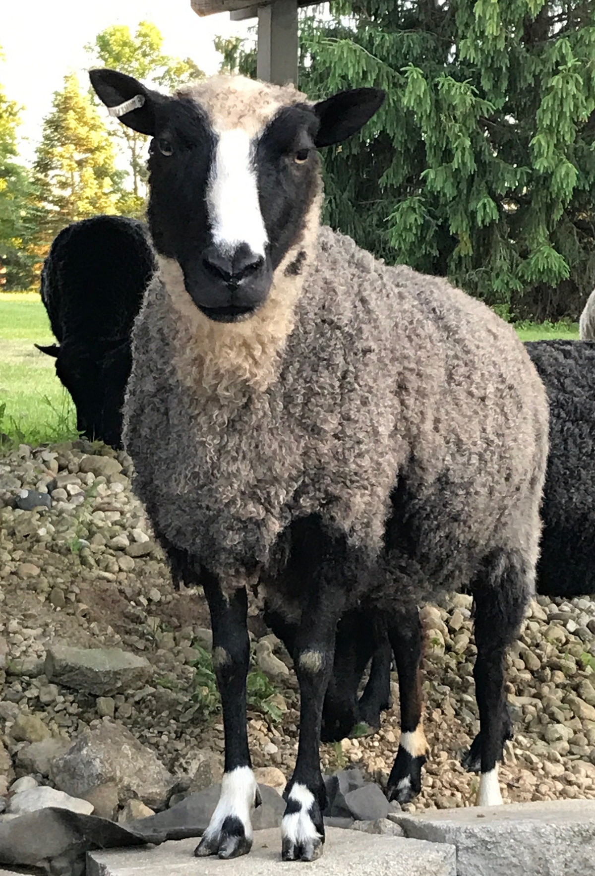 Delilah the gray sheep standing on stone looking at you
