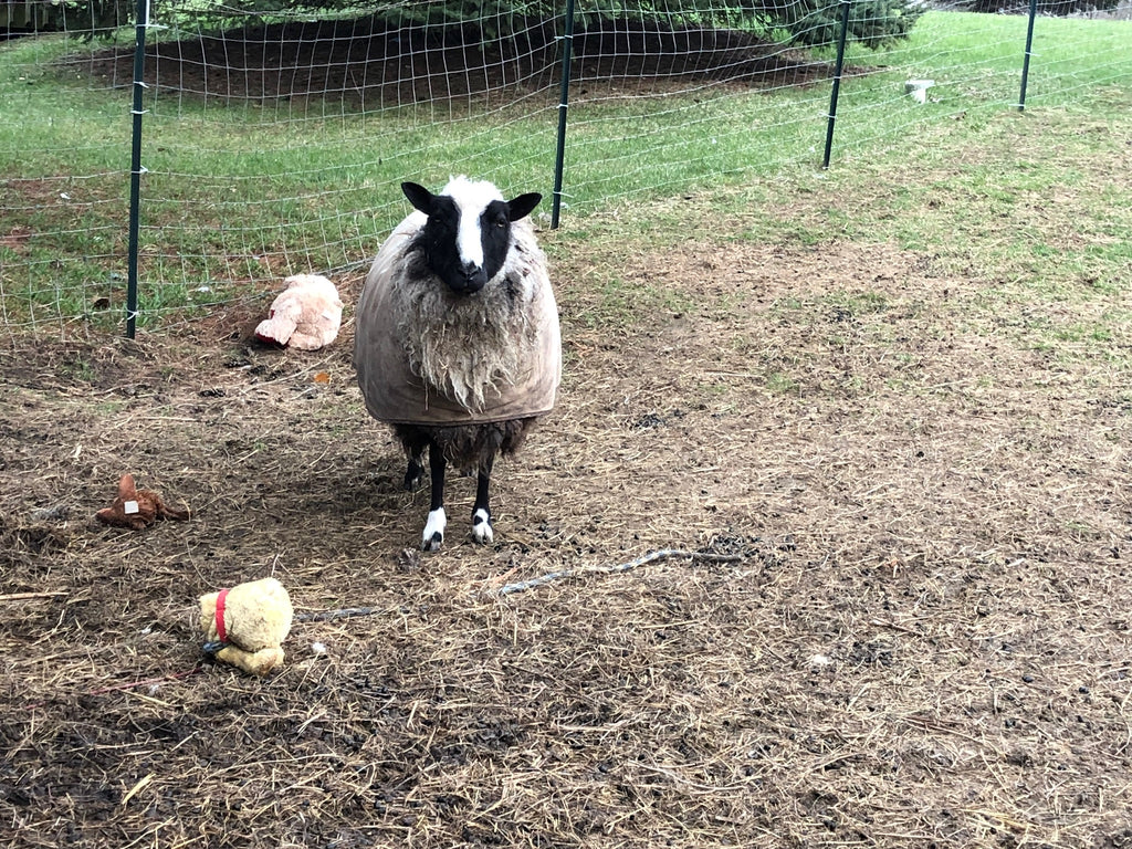 Delilah the black and white sheep in the pasture 
