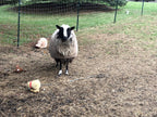 Delilah the black and white sheep in the pasture 