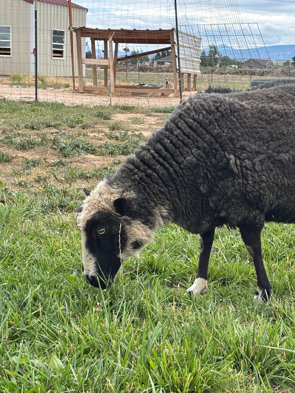 Delilah the sheep grazing in the pasture