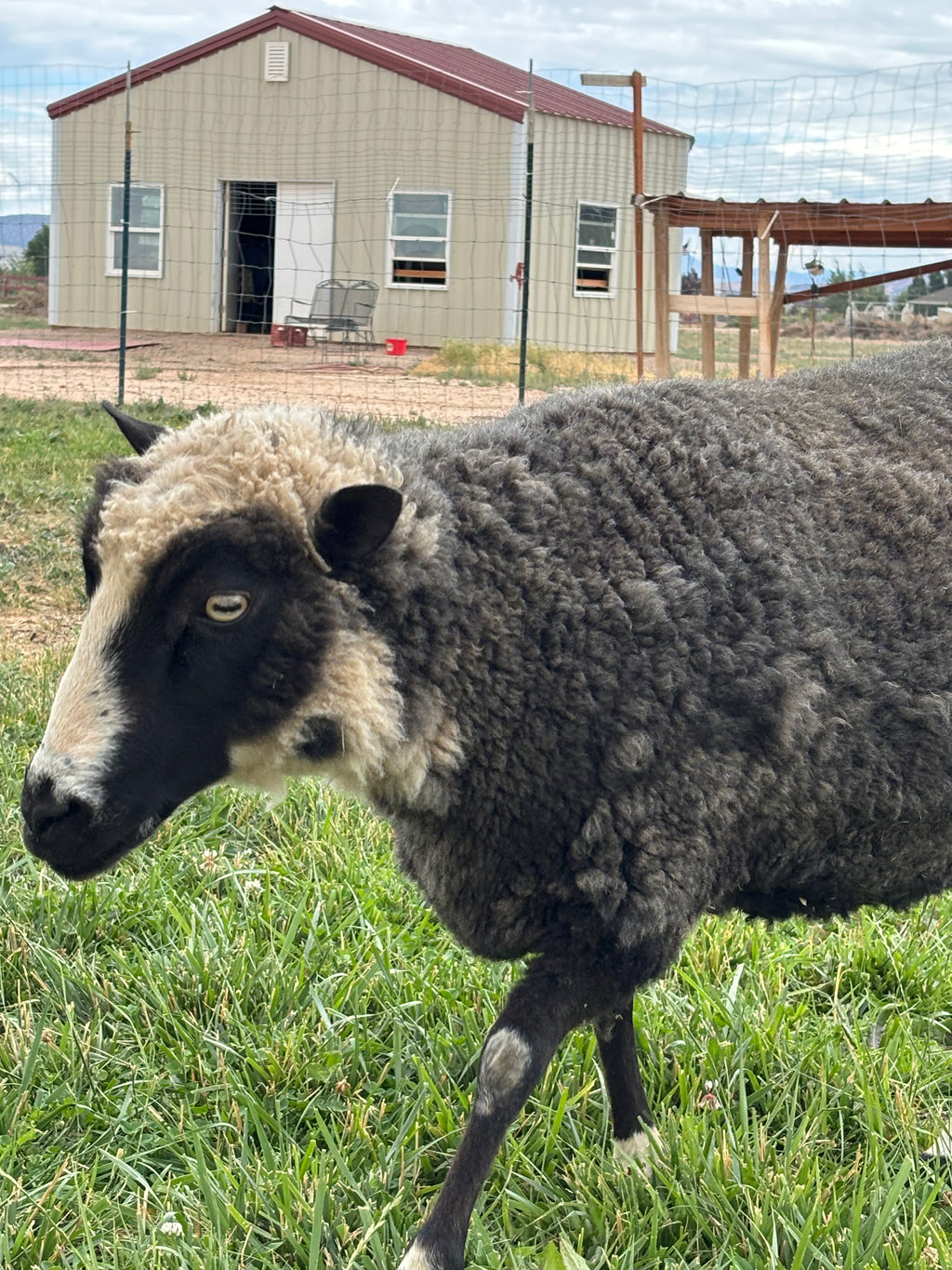 Delilah the white and black sheep walking in the grass