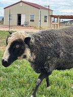 Delilah the white and black sheep walking in the grass