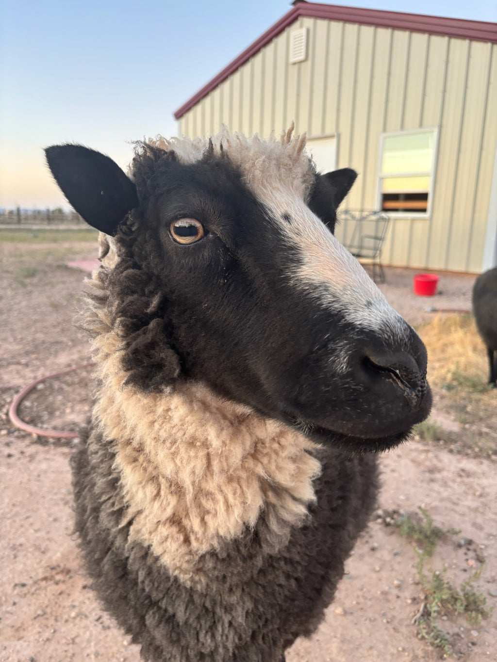 Delilah the black and white Finnsheep looking cute and funny into the camera