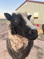 Delilah the black and white Finnsheep looking cute and funny into the camera