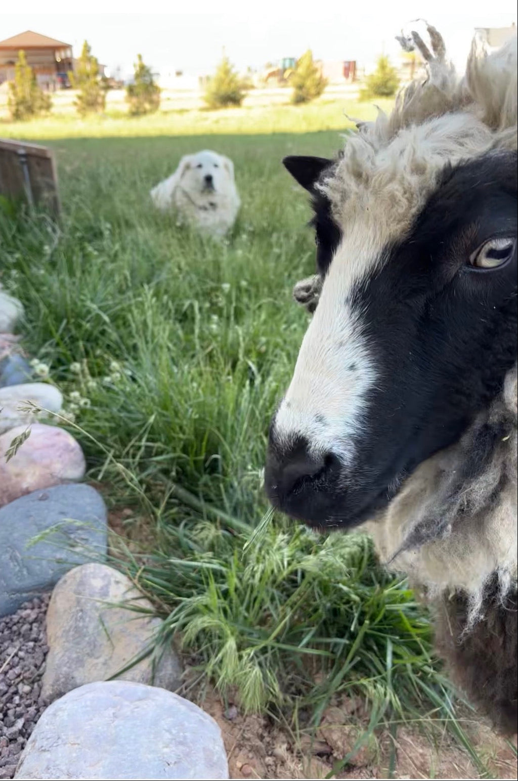 Delilah the funny Finnsheep looking at the camera with a white dog in the grass