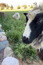 Delilah the funny Finnsheep looking at the camera with a white dog in the grass