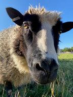 Delilah the sheep close up in tall grass with blue sky 