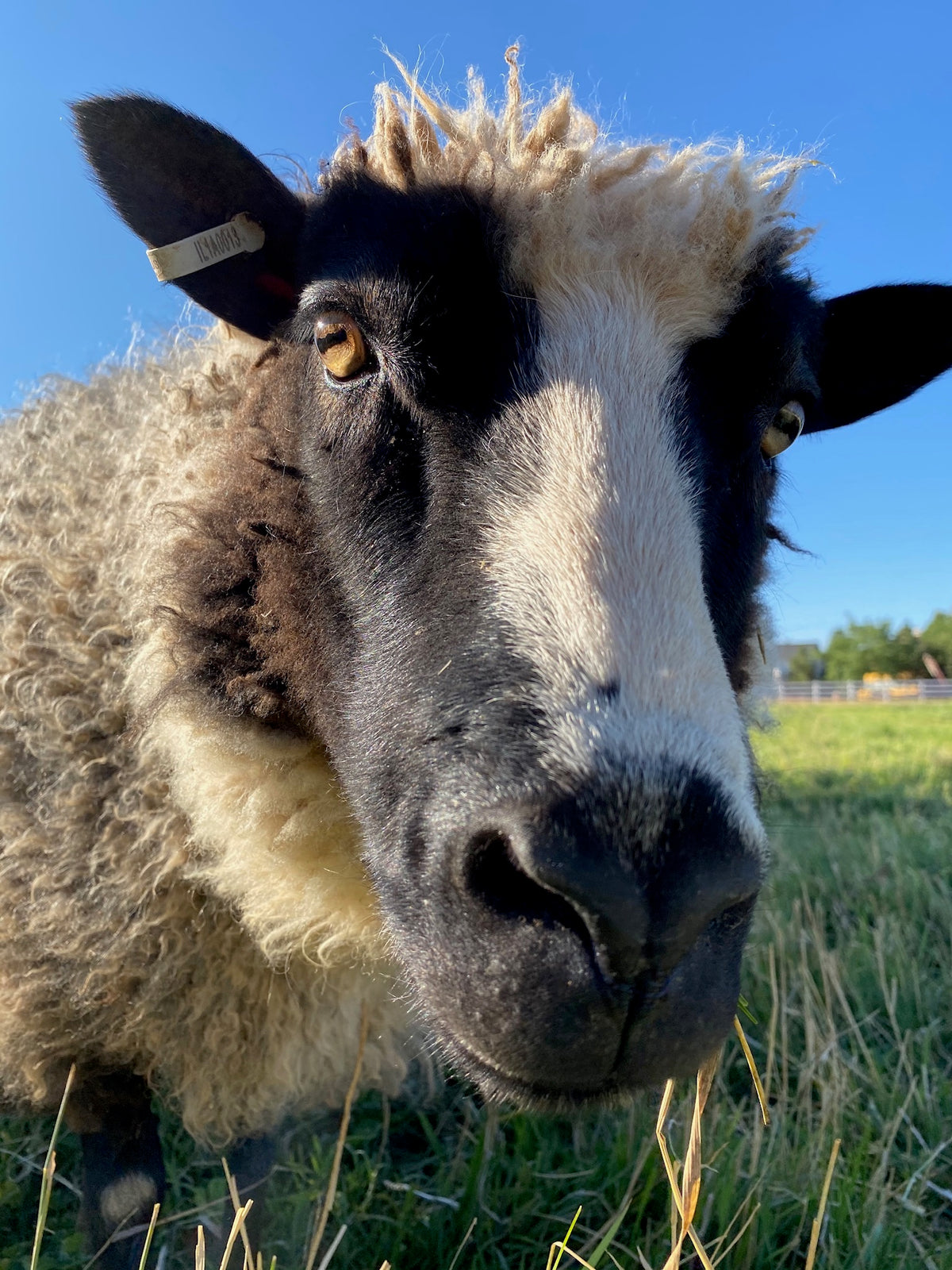 Delilah the sheep close up in tall grass with blue sky 