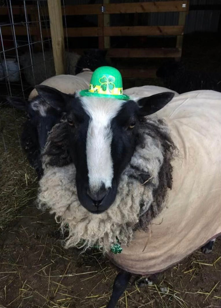 Delilah the black and white sheep with a St. Patrick's Day hat.