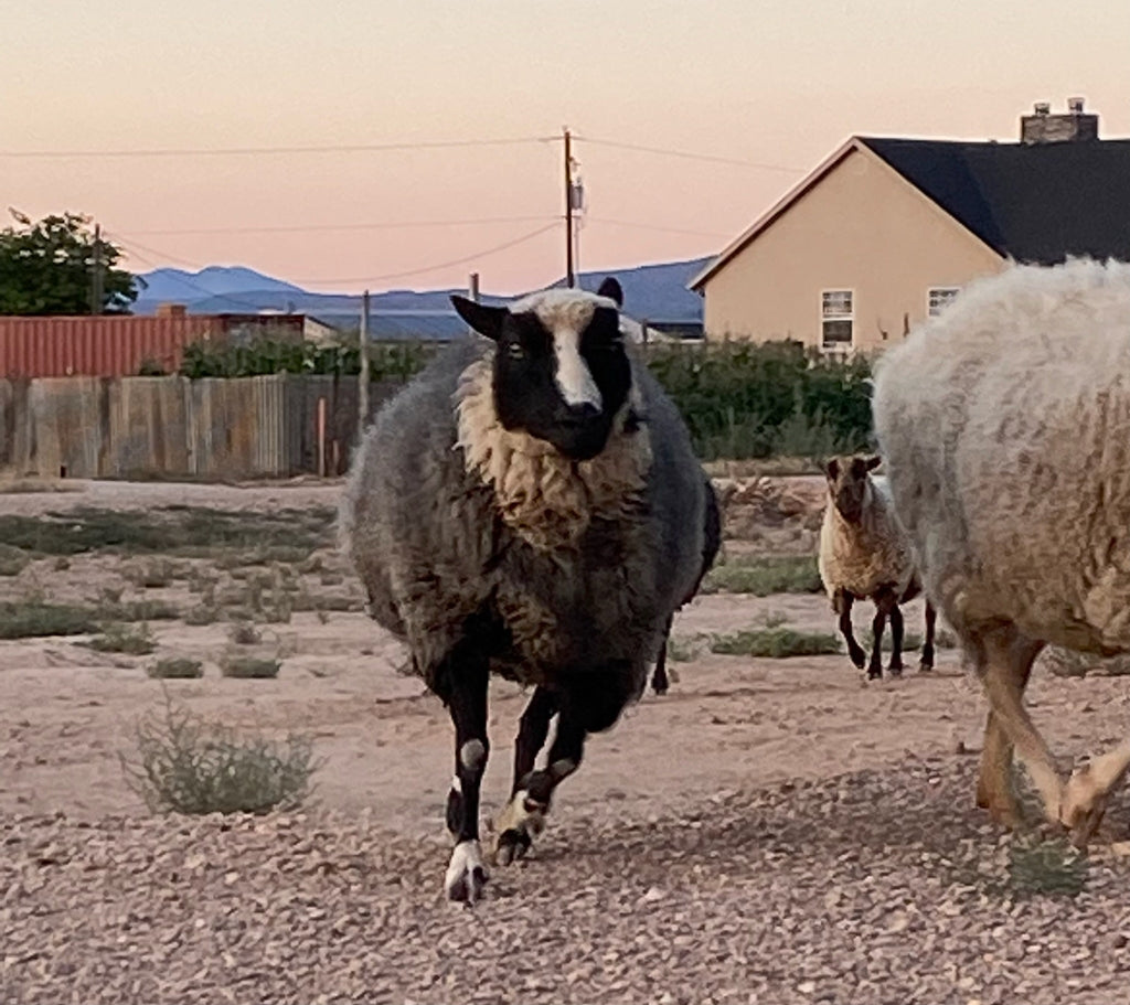 Delilah the black and white sheep running outside