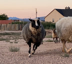 Delilah the black and white sheep running outside