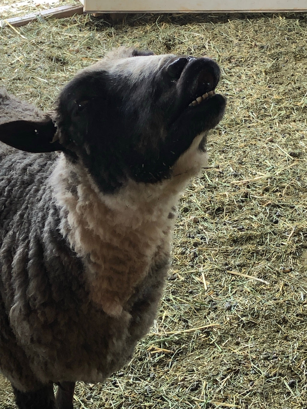Delilah the sheep with her lip curled 
