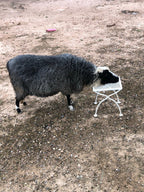 Delilah the black and white sheep resting her head on a stool