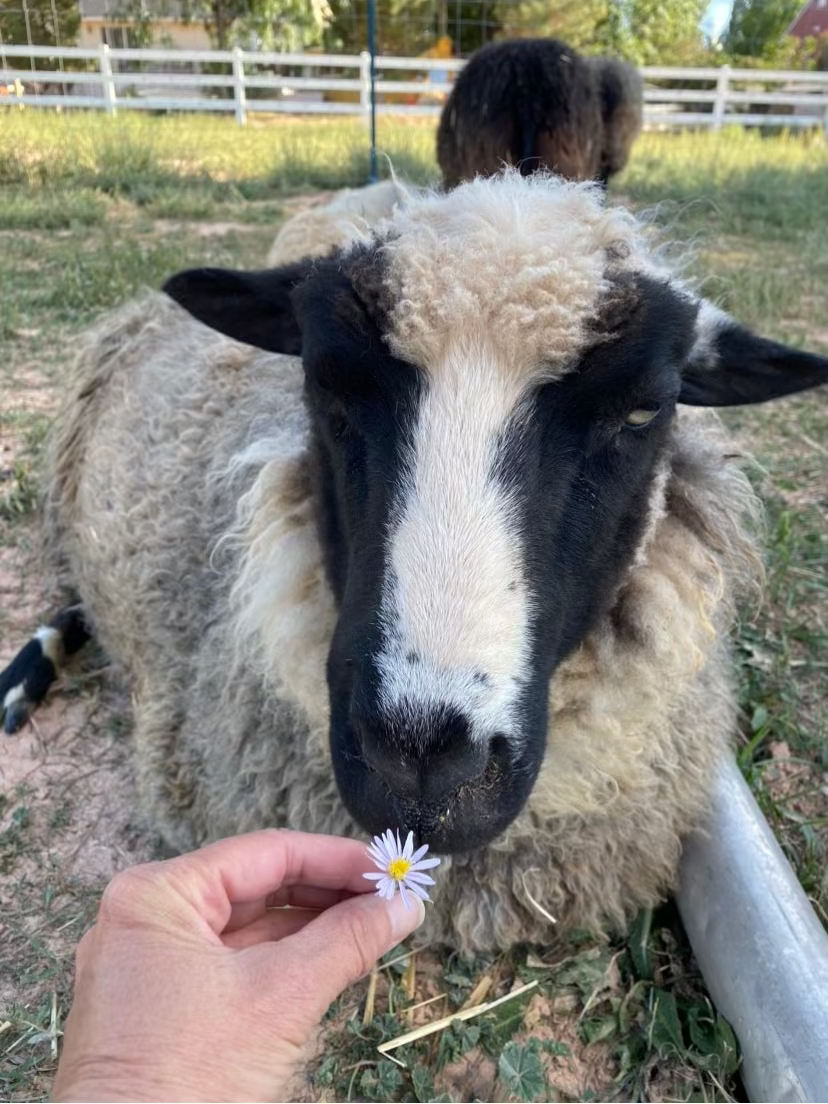 Delilah the black and white sheep laying down with a flower.