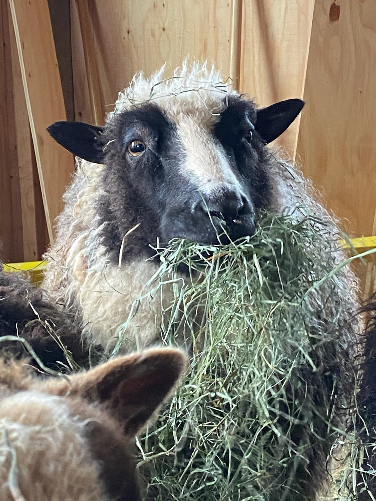 Delilah the black and white sheep eating a mouthful of hay