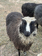 Delilah the fluffy sheep looking up at you