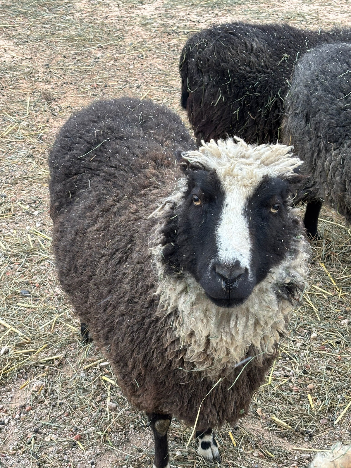 Delilah the fluffy sheep looking up at you