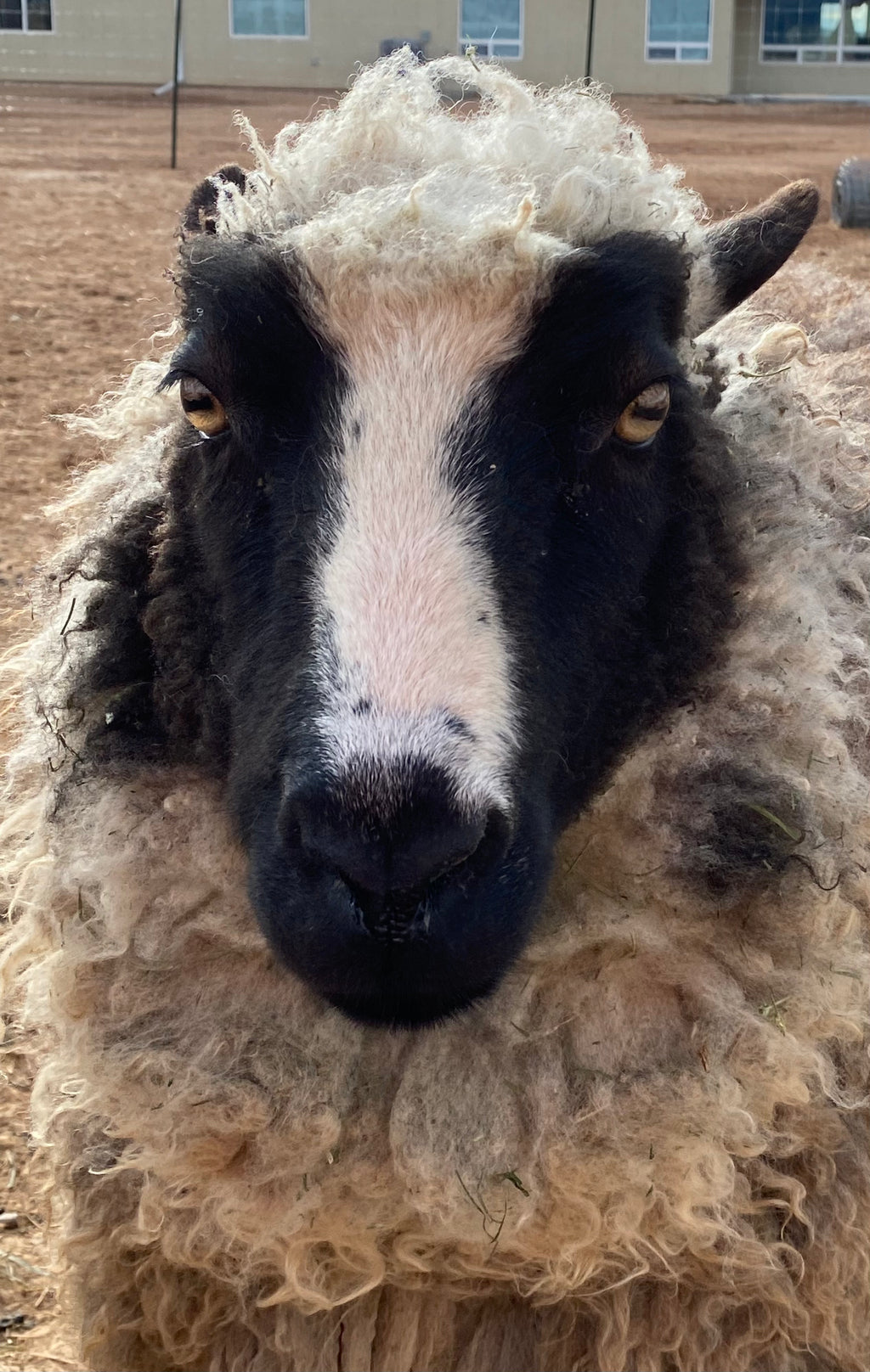 Delilah the black and white sheep close up with dropped back ears. 