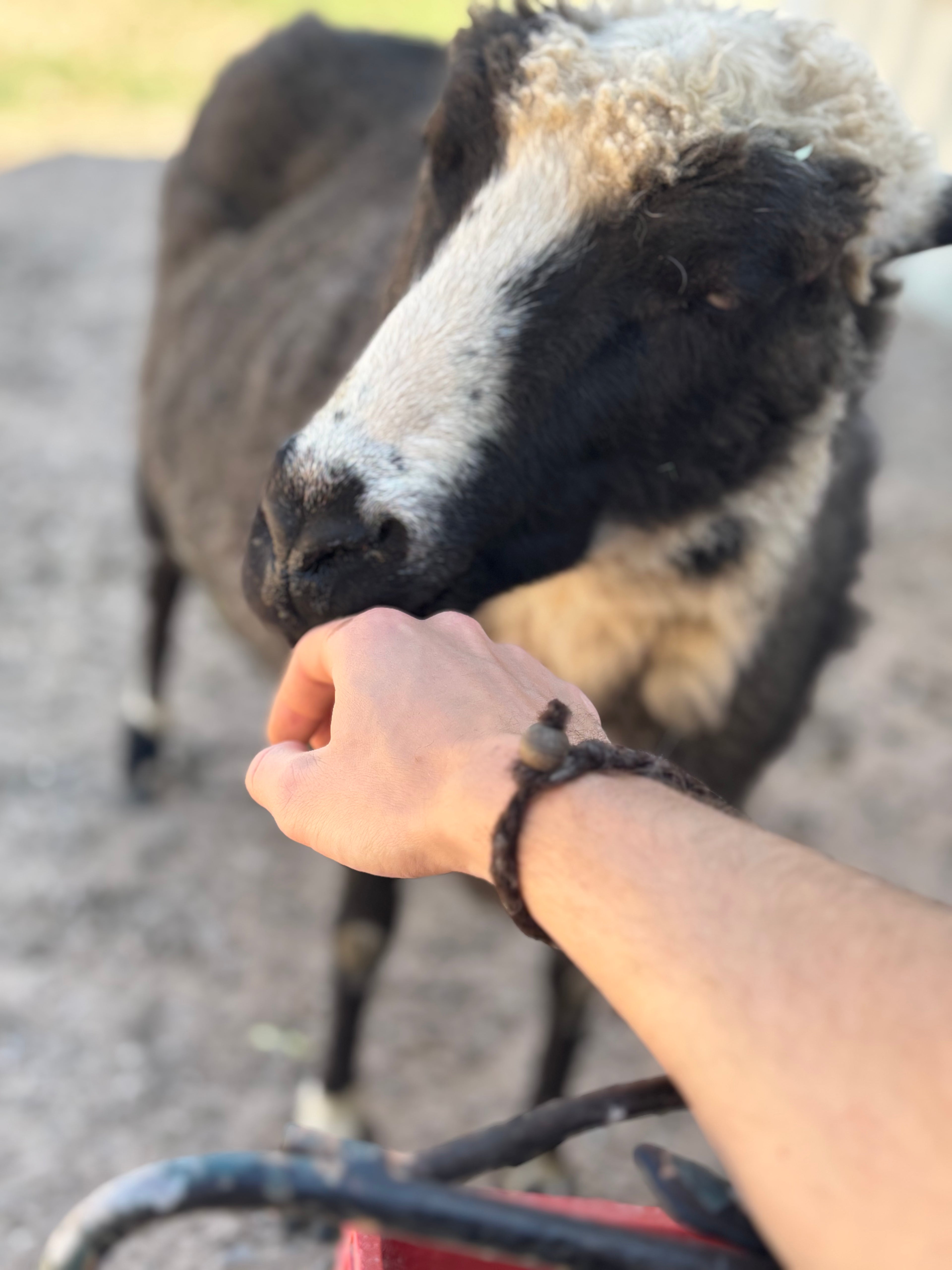 Delilah the sheep sniffing someone's hand 