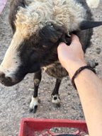 Petting Delilah the Finnsheep