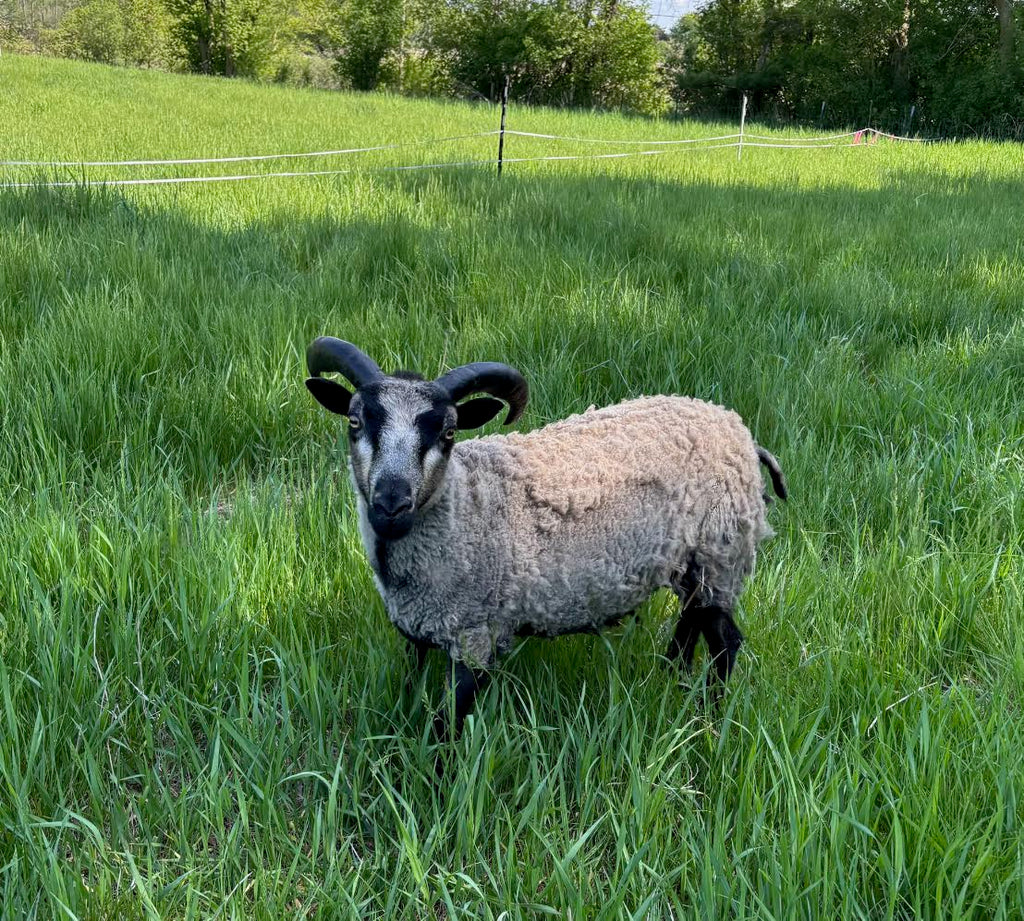 Eddie the gray Shetland ram in a field of tall grass