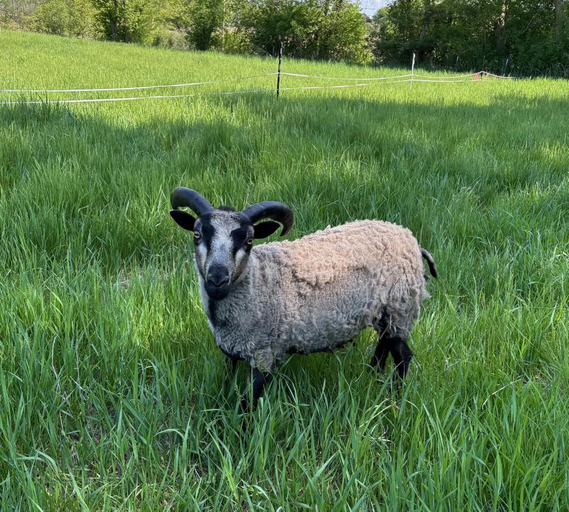 Eddie the gray Shetland ram in a field of tall grass