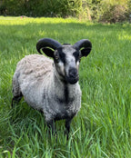 Eddie the gray Shetland ram standing in a field of tall grass
