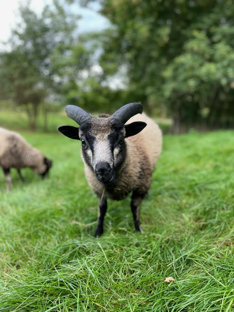 Eddie the gray Shetland lamb in the pasture with trees in the background