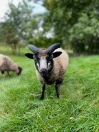 Eddie the gray Shetland lamb in the pasture with trees in the background