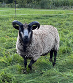 Eddie the gray Shetland ram with big horns stepping towards the camera 