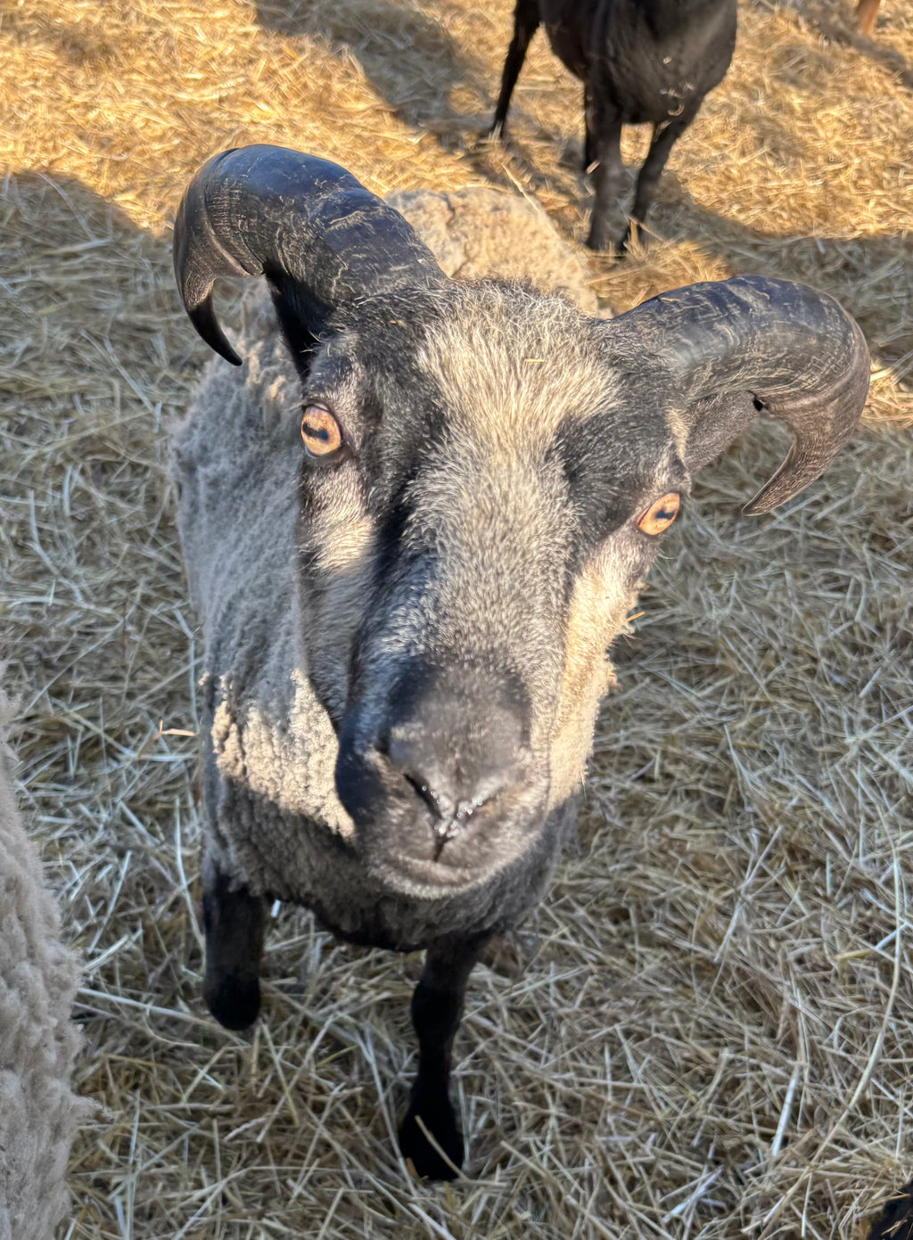Eddie the gray Shetland ram close-up looking up at the camera 
