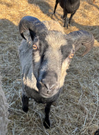 Eddie the gray Shetland ram close-up looking up at the camera 